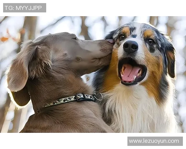 比尔拉塞尔鲜为人知的家庭背景与个人生活揭秘